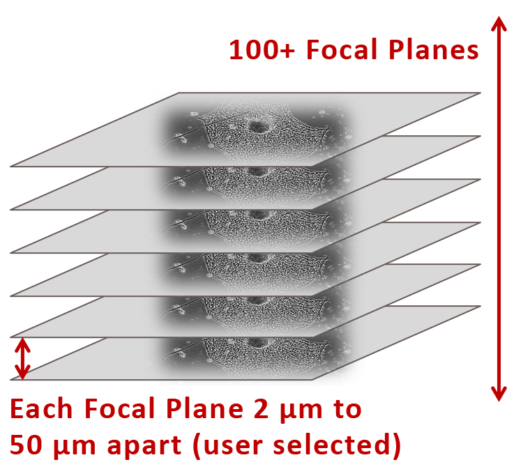 z-stacks-focal-planes-live-cell-imaging